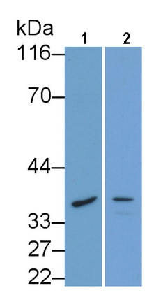 23054