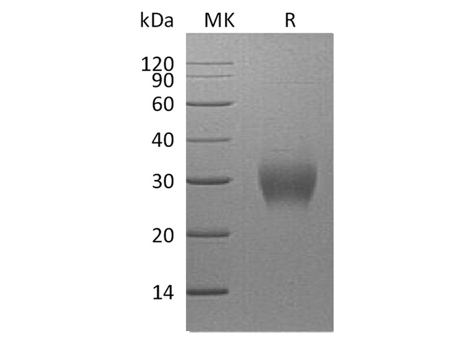 Валидация Elabscience PKSH033759(4034)