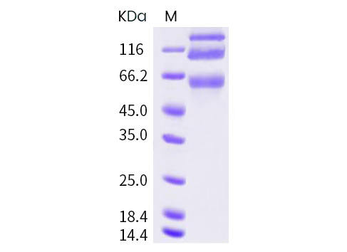Валидация Elabscience PKSR030539(5853)