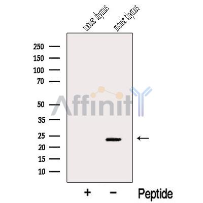 Валидация Affinity DF12559 - 7165