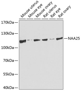 Валидация Elabscience E-AB-62529