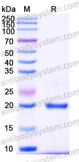 EHD56501, SDS-PAGE