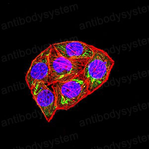 Валидация IF - AntibodySystem RHK39201