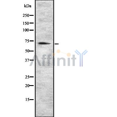 Валидация Affinity DF8543 - 20429