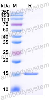 Валидация SDS-PAGE - AntibodySystem RXX05801