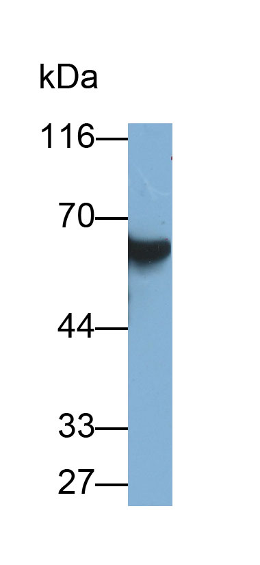 32646