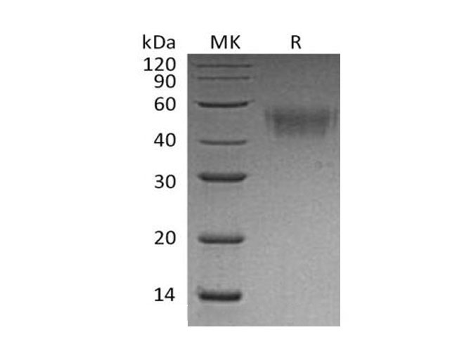 Валидация Elabscience PKSM041015(4949)