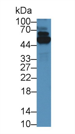 9095
