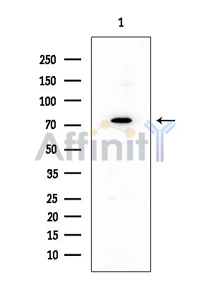Валидация Affinity DF4738 - 16447