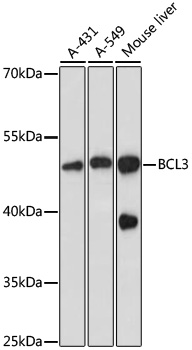 Валидация Elabscience E-AB-65826