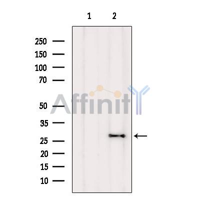Валидация Affinity DF2332 - 12912