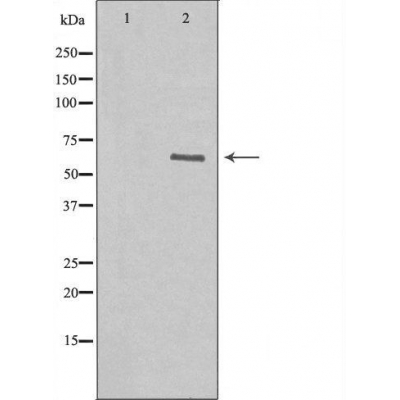 Валидация Affinity DF4069 - 15340