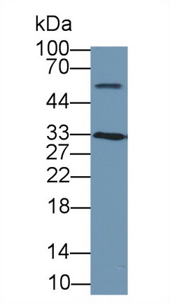 13647