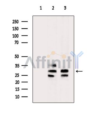 Валидация Affinity DF8375 - 20243