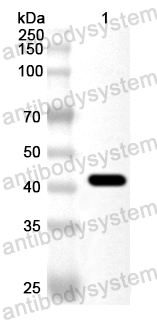 Валидация AntibodySystem PHA46201