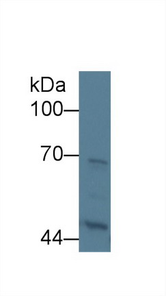8647