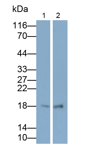 31667