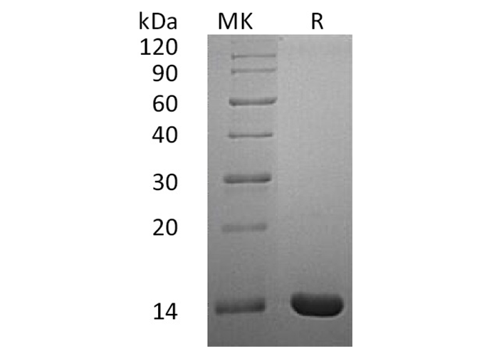 Валидация Elabscience PKSH033425(3750)