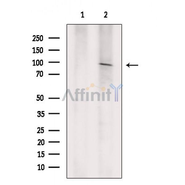 Валидация Affinity AF6796 - 4038
