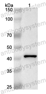 Валидация AntibodySystem PHB03201