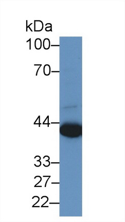 8827