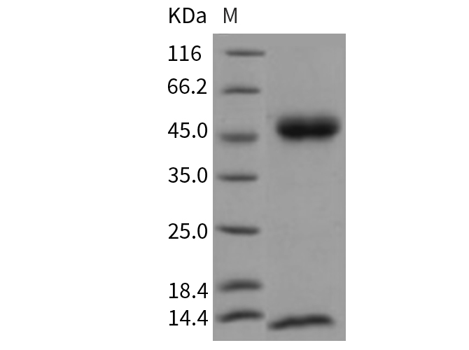 Валидация Elabscience PKSM040322(4326)