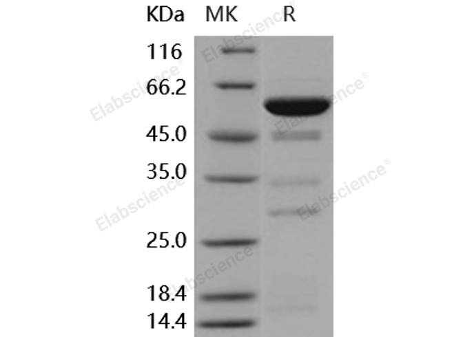 Валидация Elabscience PKSH031698(2341)
