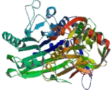 5''-nucleotidase-ecto (NT5E)
