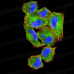 Валидация IF - AntibodySystem RHD75705