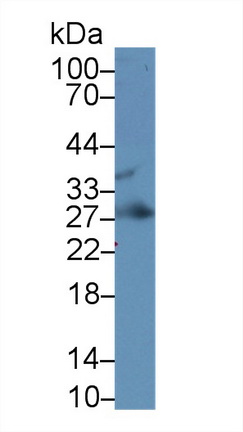 14830