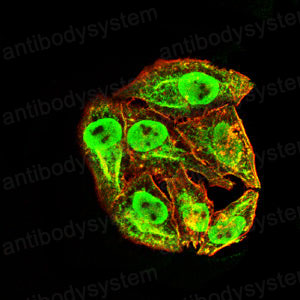 Валидация IF - AntibodySystem RHN99701