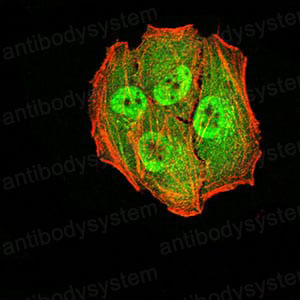 Валидация IF - AntibodySystem RHB81903