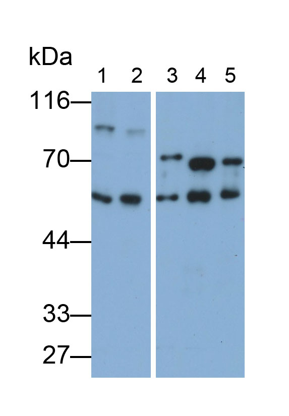 4181