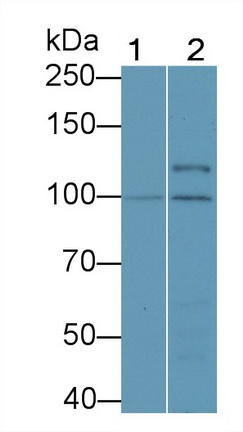 20608
