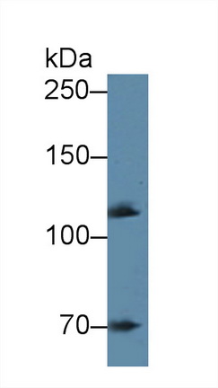 12613