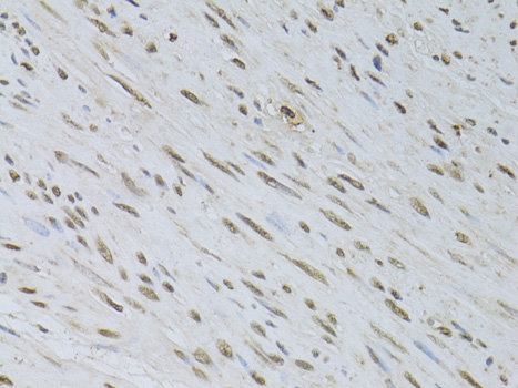 Валидация Elabscience E-AB-63908