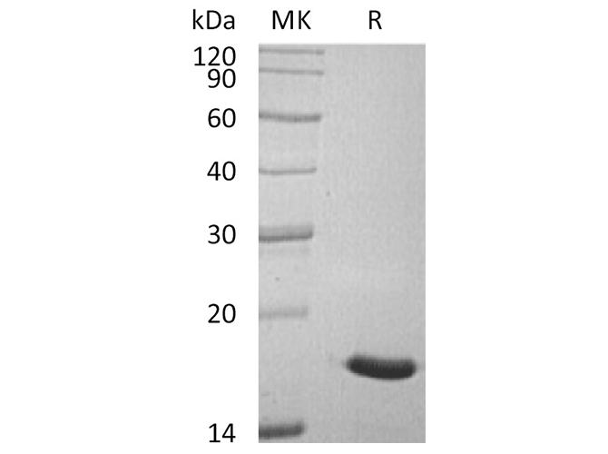 Валидация Elabscience PKSH033598(3891)
