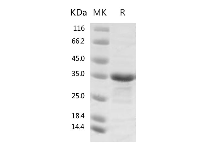 Валидация Elabscience PKSR030511(5821)