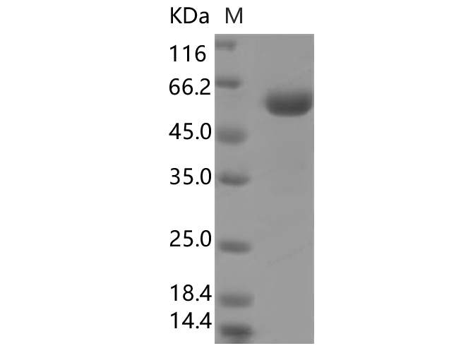 Валидация Elabscience PKSV030401(6137)