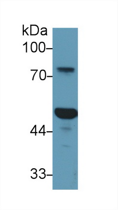 13697