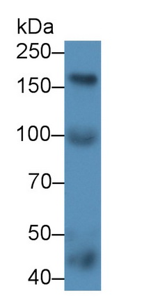 40405