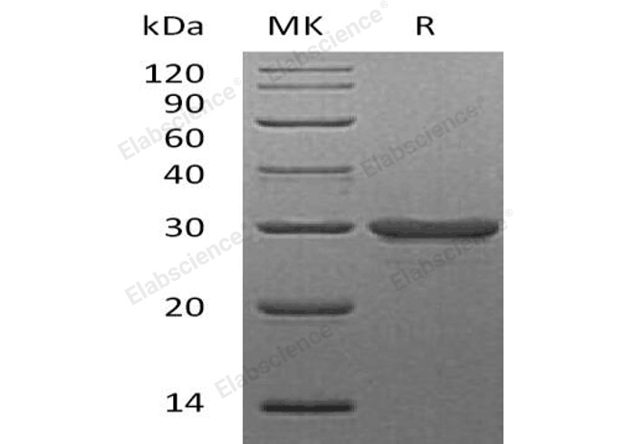 Валидация Elabscience PKSH032474(2944)