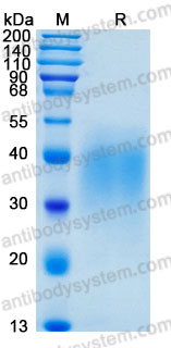 Валидация AntibodySystem AHD46501