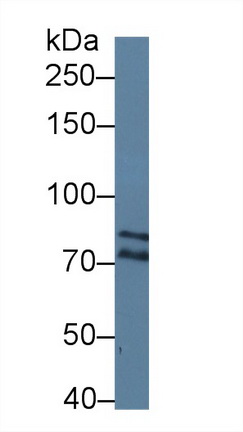 12542