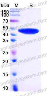 EHD08401, SDS-PAGE