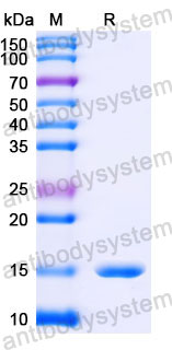 Валидация SDS-PAGE - AntibodySystem RHJ69201
