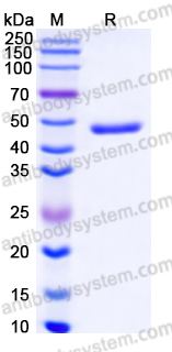 EHC21101, SDS-PAGE