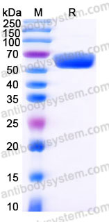 EHC00601, SDS-PAGE