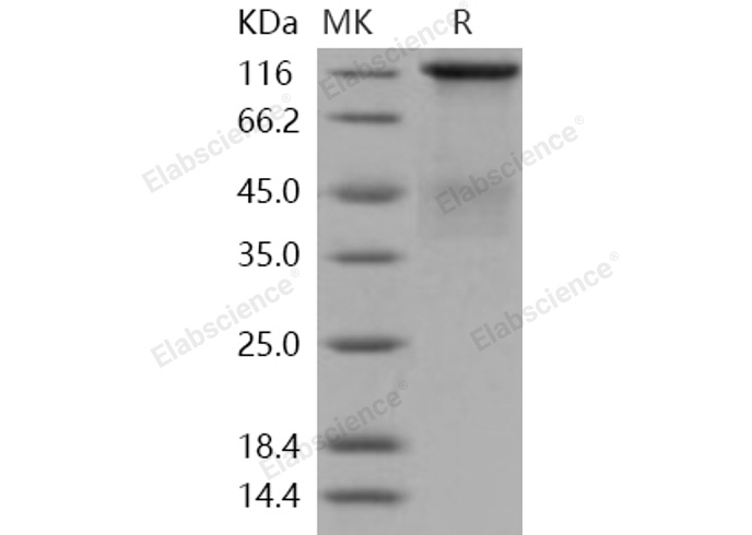 Валидация Elabscience PKSH031270(2015)