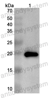 Валидация AntibodySystem PHB33201
